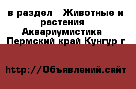  в раздел : Животные и растения » Аквариумистика . Пермский край,Кунгур г.